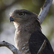 Southern Banded Snake Eagle