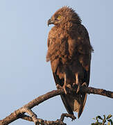 Brown Snake Eagle