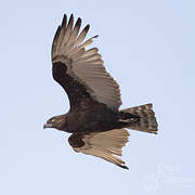 Brown Snake Eagle