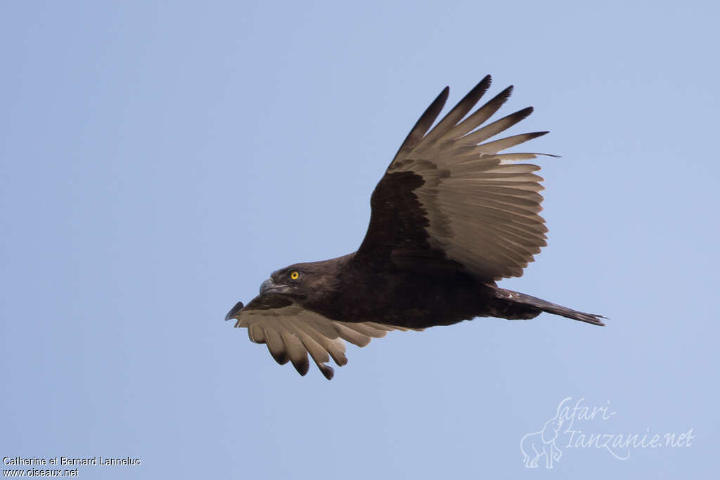 Brown Snake Eagleadult, pigmentation, Flight