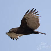 Brown Snake Eagle