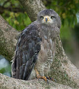 Western Banded Snake Eagle