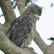 Western Banded Snake Eagle