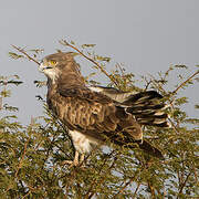 Short-toed Snake Eagle