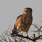 Short-toed Snake Eagle