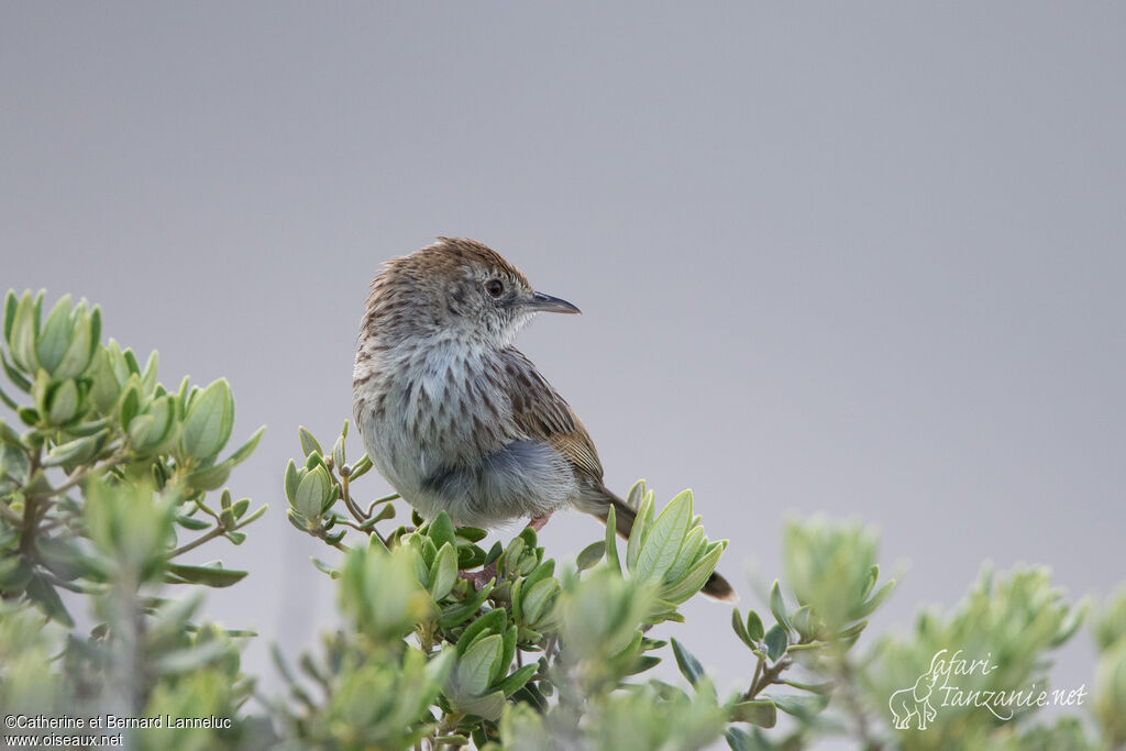 Grey-backed Cisticolaadult, identification