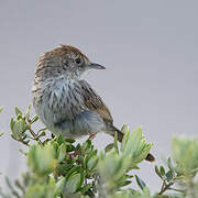 Grey-backed Cisticola