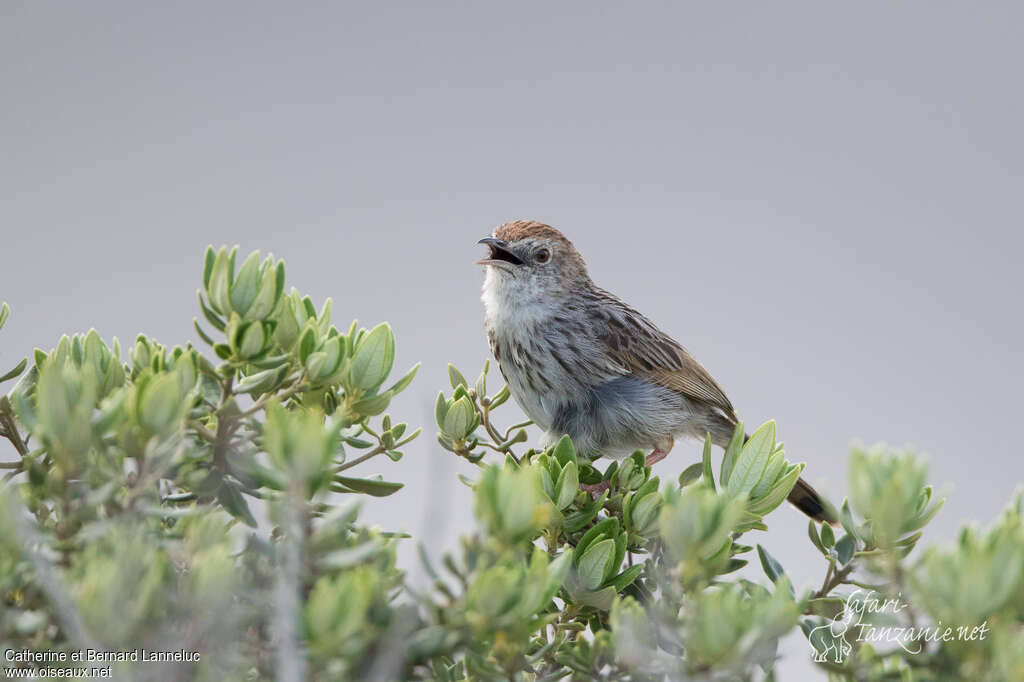 Grey-backed Cisticolaadult, song