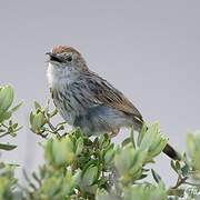 Grey-backed Cisticola