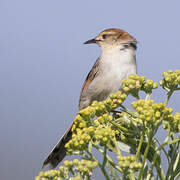 Levaillant's Cisticola