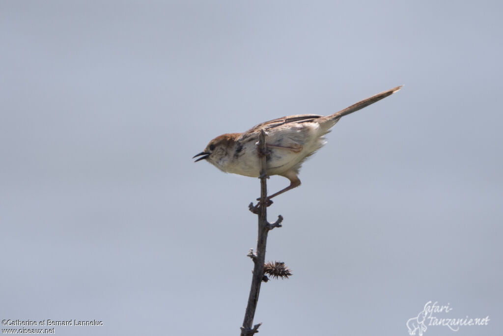 Levaillant's Cisticolaadult