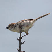 Levaillant's Cisticola