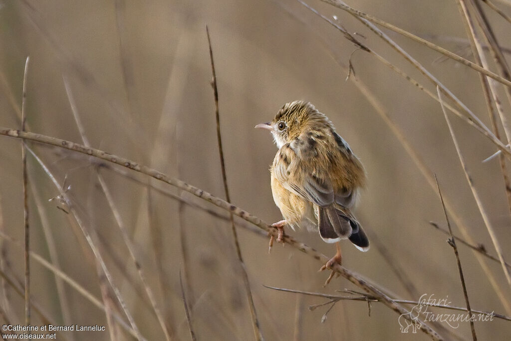 Zitting Cisticola