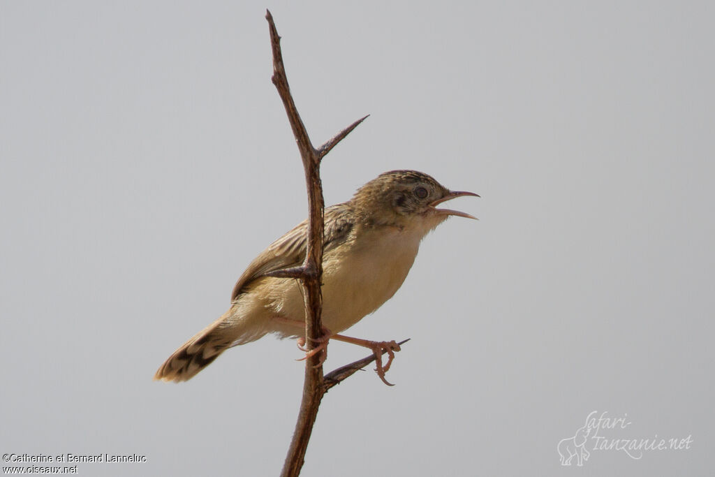 Desert Cisticolaadult, song