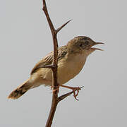 Desert Cisticola