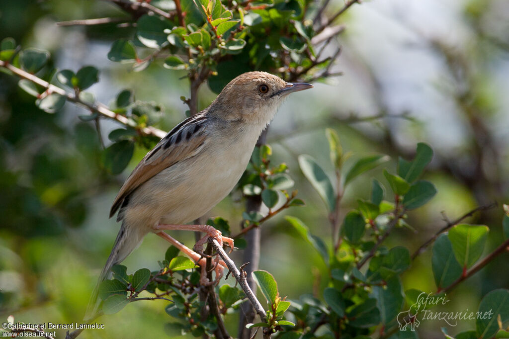 Winding Cisticolaadult, identification