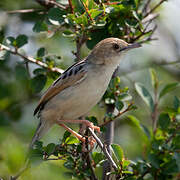 Winding Cisticola