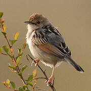 Winding Cisticola