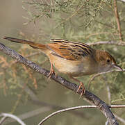 Winding Cisticola