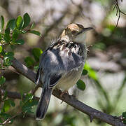 Winding Cisticola