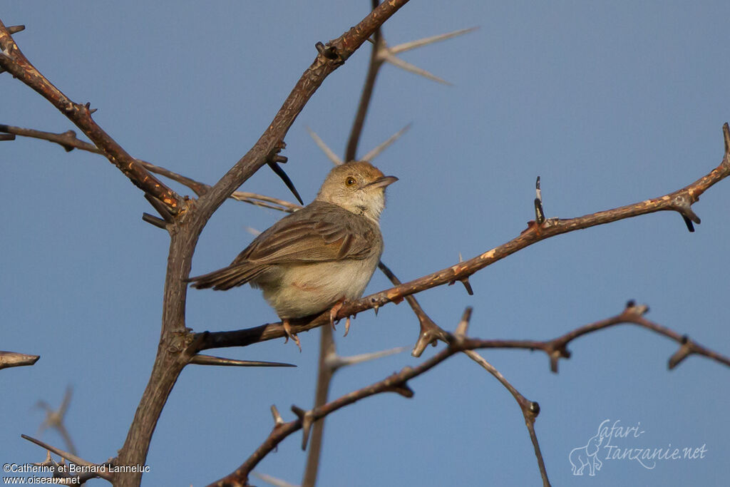 Rattling Cisticolaadult