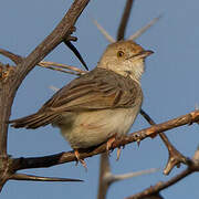 Rattling Cisticola