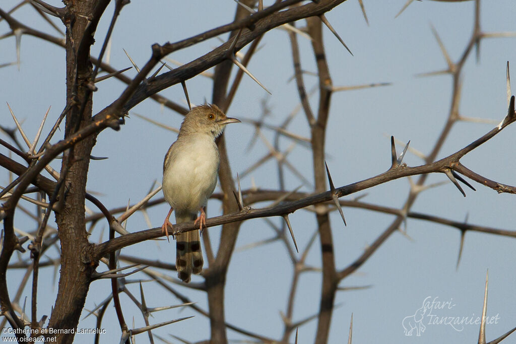 Rattling Cisticolaadult