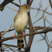 Rattling Cisticola