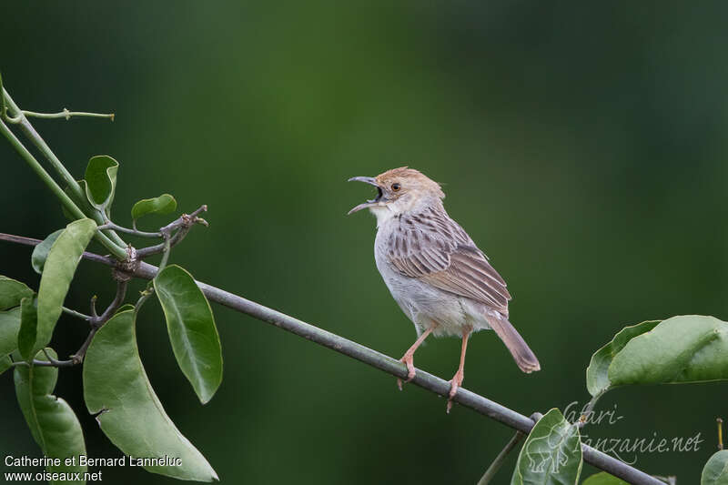 Rattling Cisticola male adult, song
