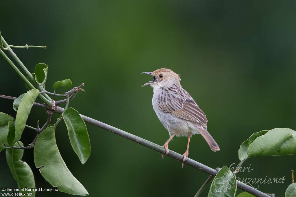 Rattling Cisticola male adult, song