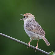 Rattling Cisticola