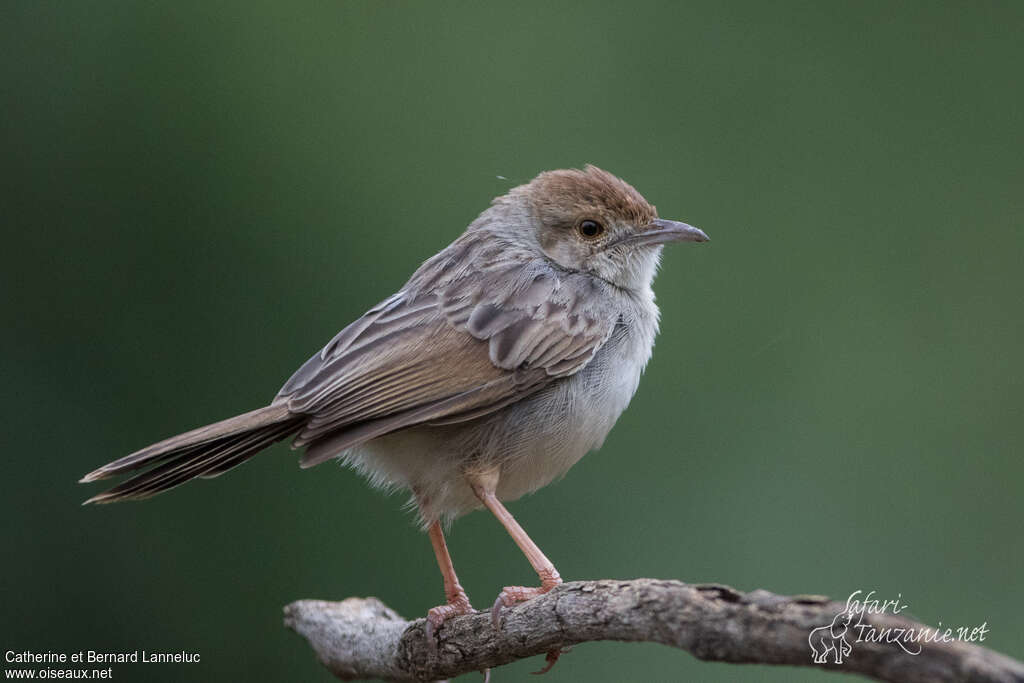 Rattling Cisticolaadult, identification