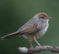 Rattling Cisticola