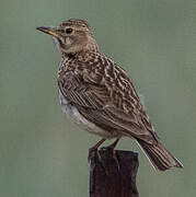 Large-billed Lark