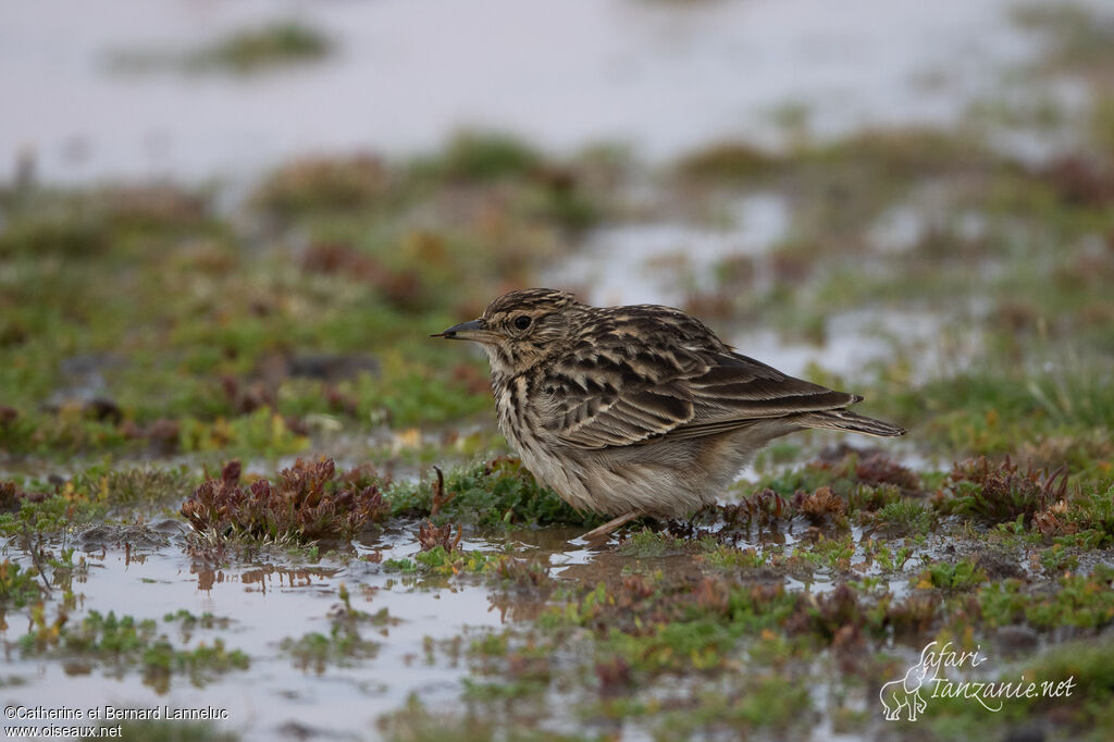 Thekla's Larkadult, feeding habits