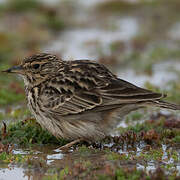 Thekla's Lark