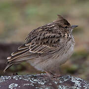 Thekla's Lark