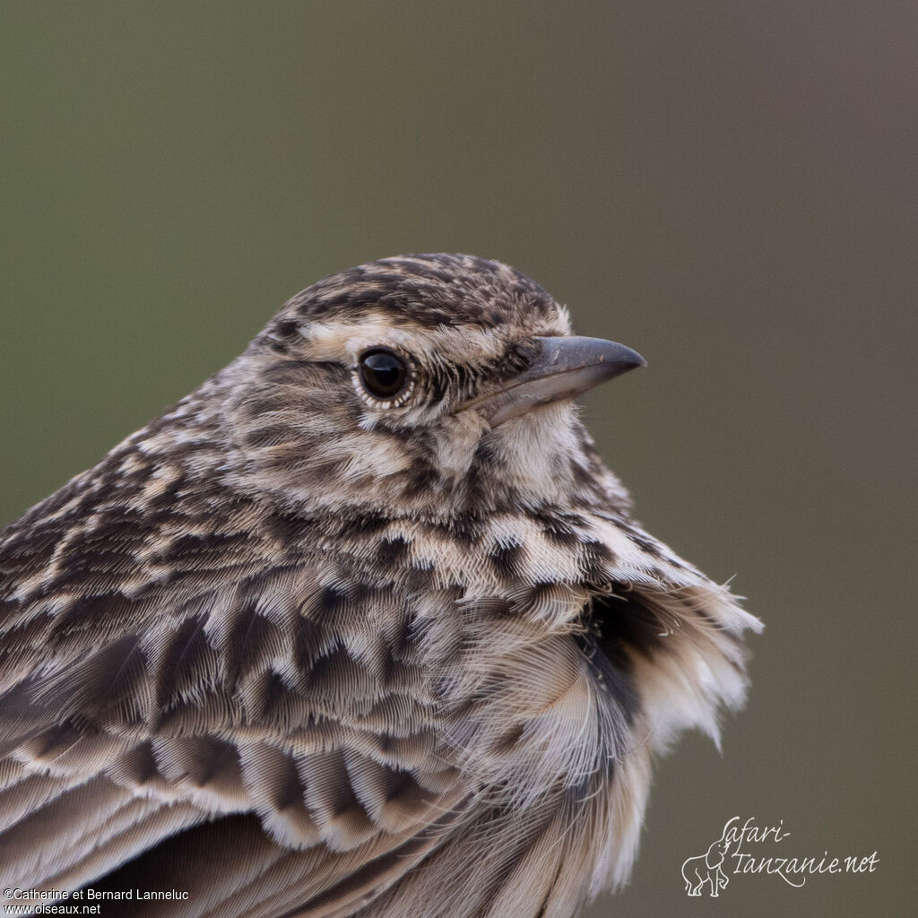 Thekla's Larkadult, close-up portrait, aspect