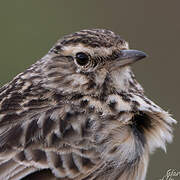 Thekla's Lark