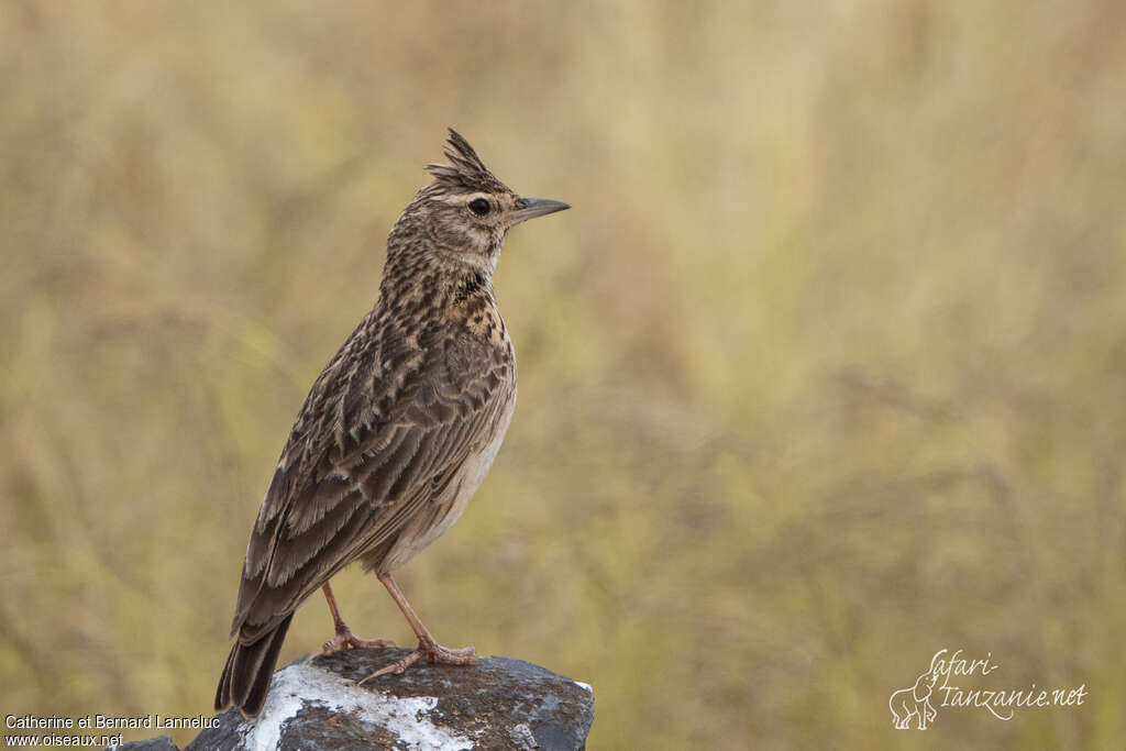 Cochevis de Théklaadulte, identification