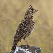 Thekla's Lark