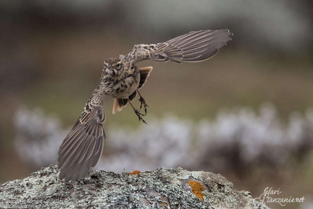 Thekla's Larkadult, pigmentation, Flight