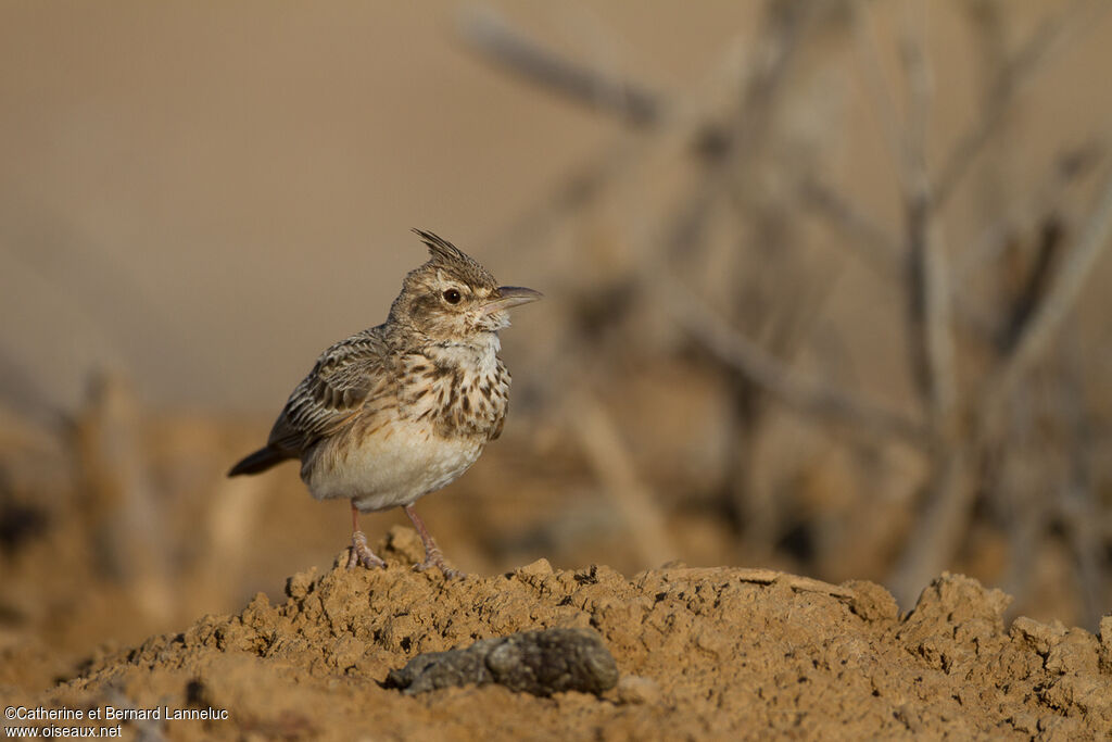 Crested Larkadult, identification