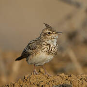 Crested Lark