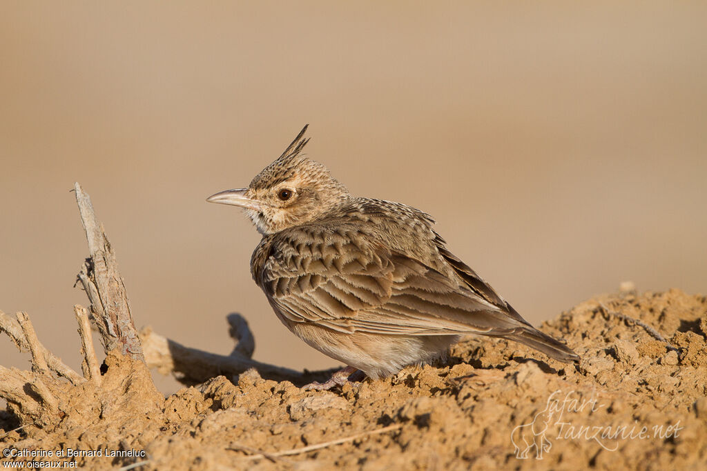 Crested Larkadult, identification