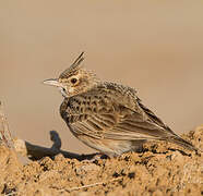 Crested Lark