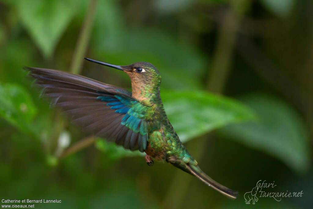 Colibri à ailes saphir femelle adulte, pigmentation, Vol