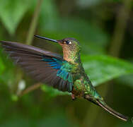 Colibri à ailes saphir