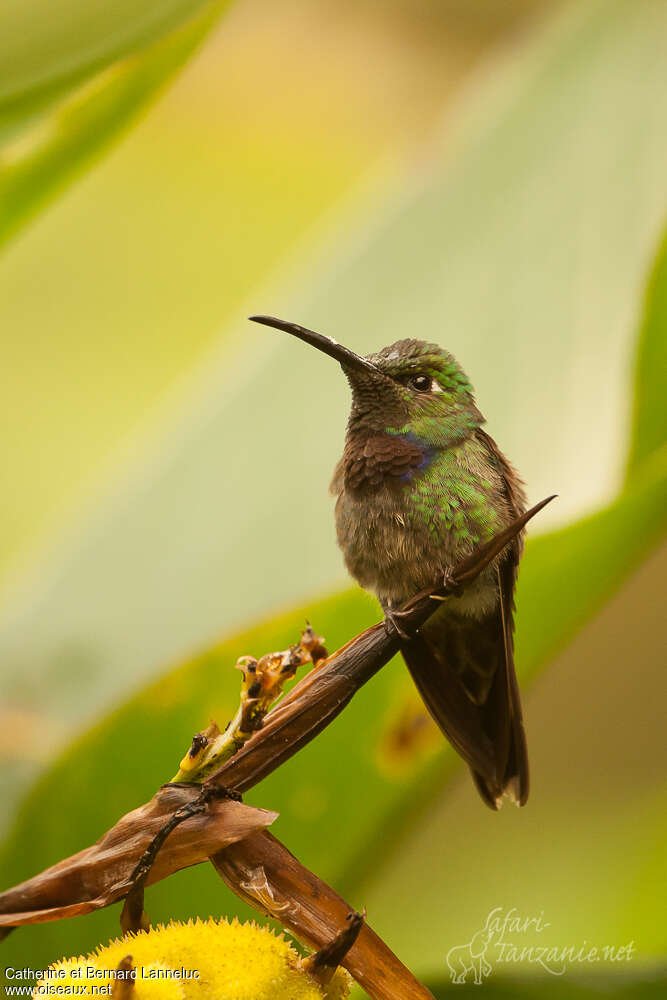 Violet-chested Hummingbird