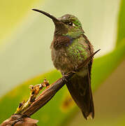 Violet-chested Hummingbird